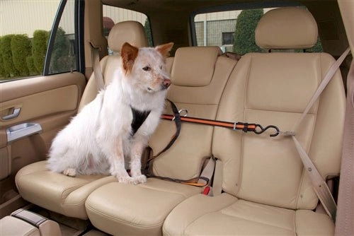 Auto Zip Line with Leash & Tether - Black-Orange