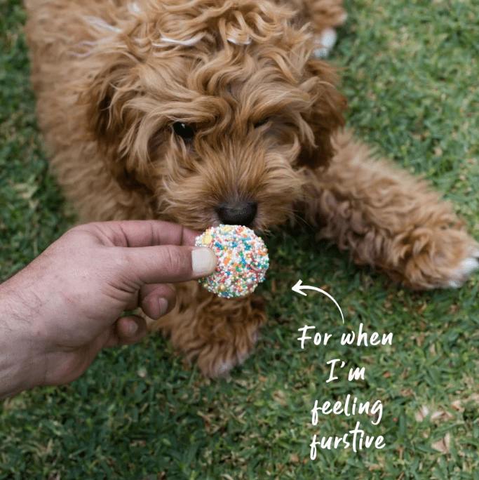 Barney's Barkery Dog Cupcake Duo - Blue/Multi
