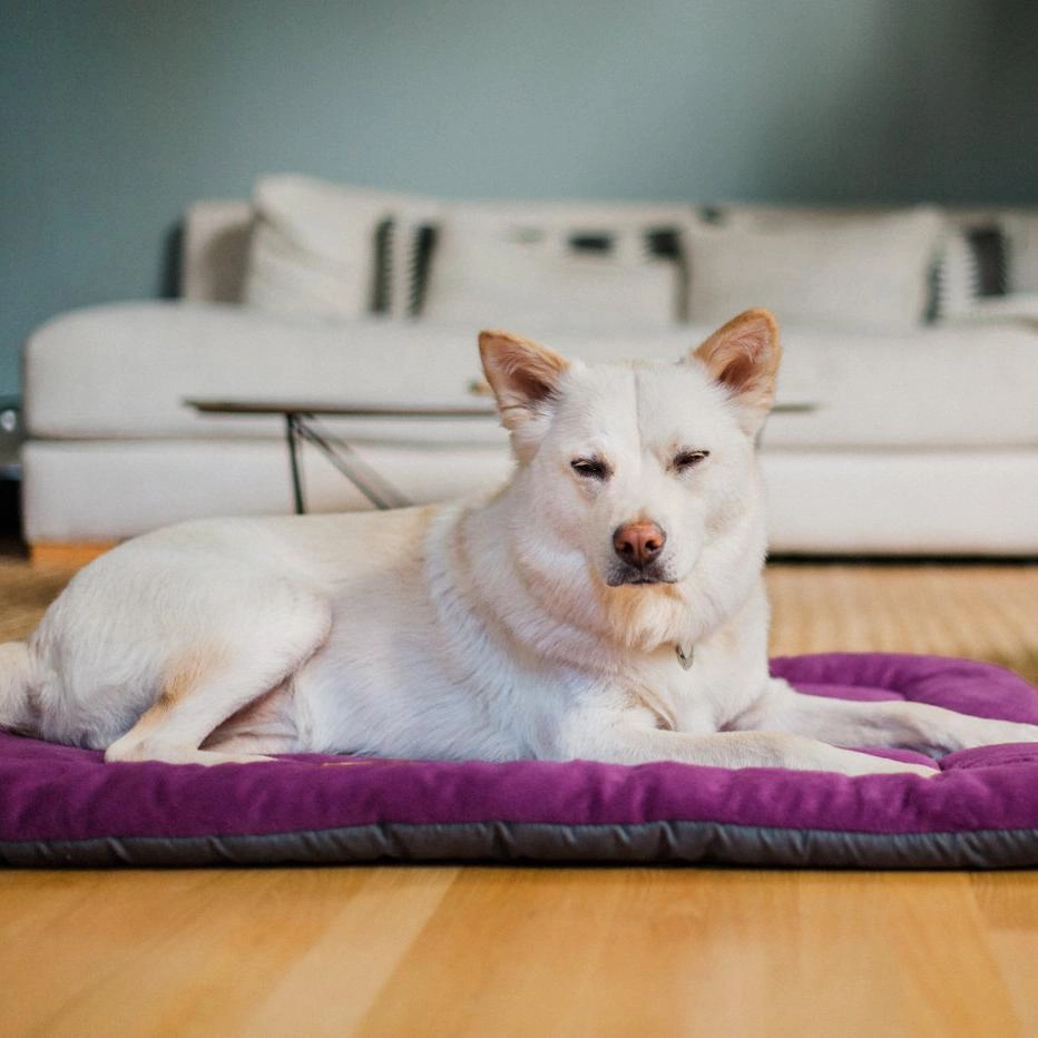 Chill Pad Dog Bed Plum