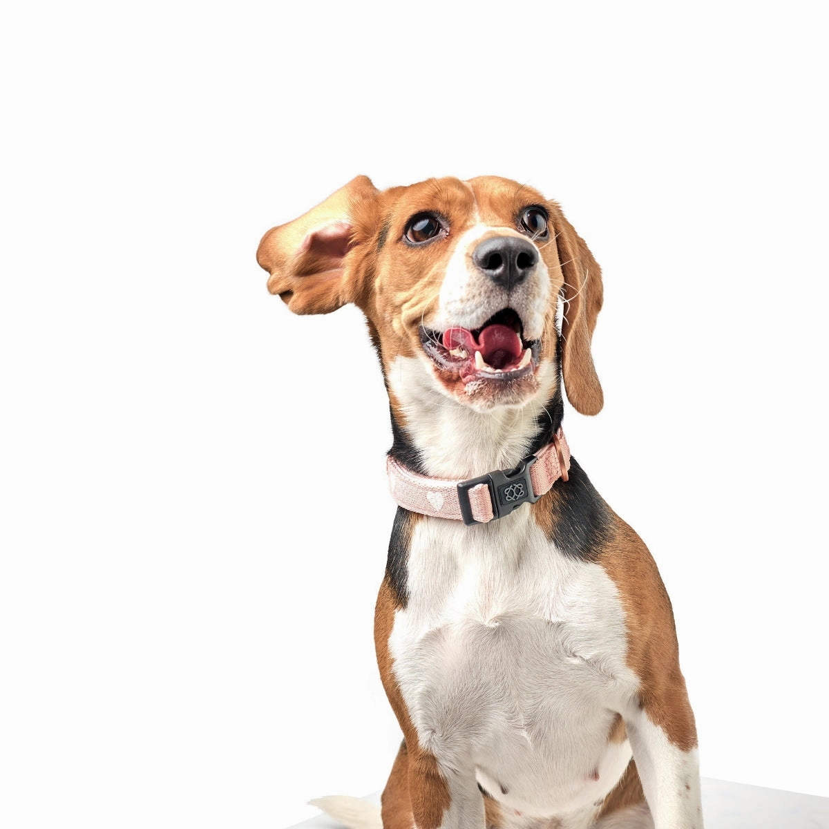 City Dog Collar Sweetheart