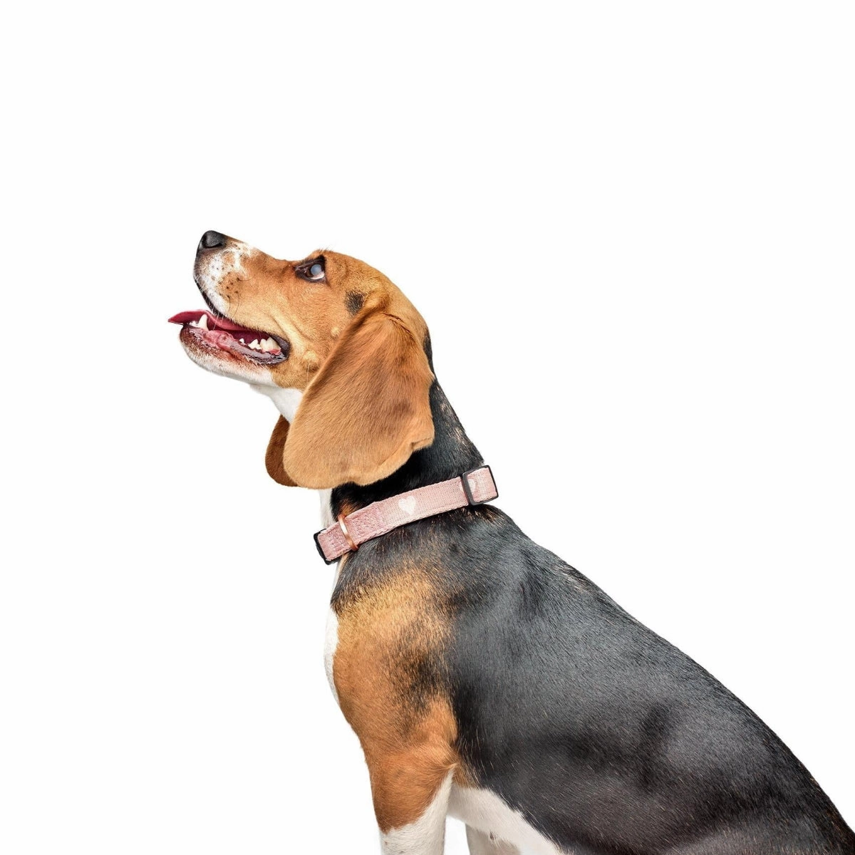 City Dog Collar Sweetheart