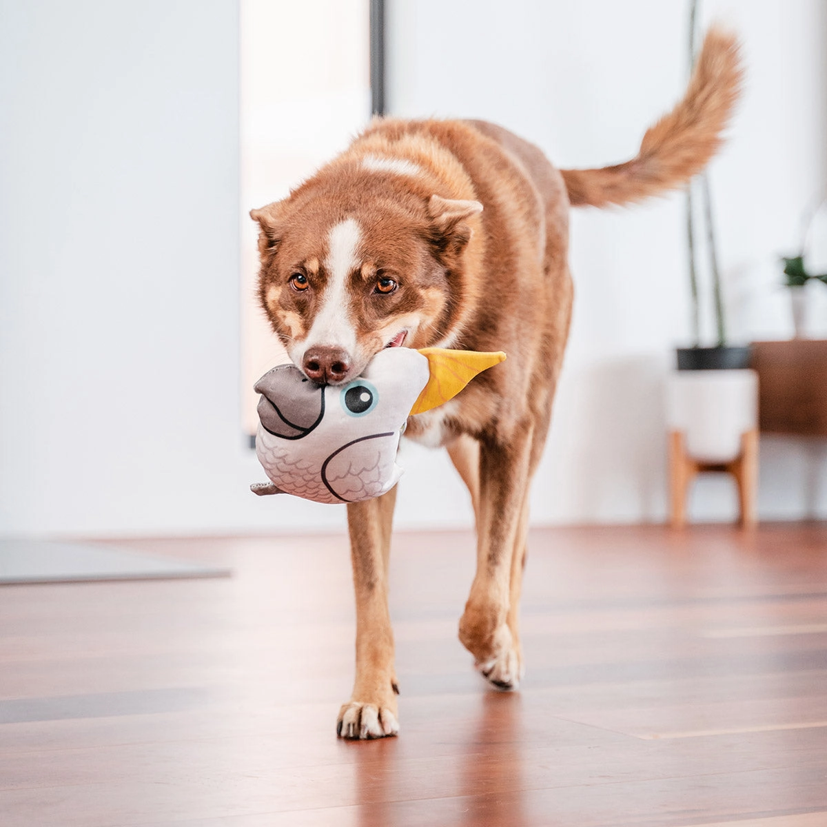 Durables Craig The Cockatoo Dog Toy