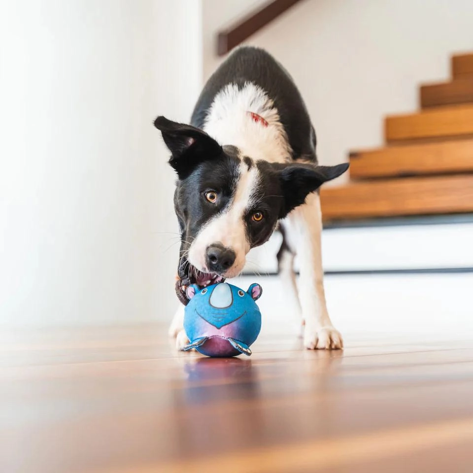 Durables Harry The Hippo Ball Dog Toy