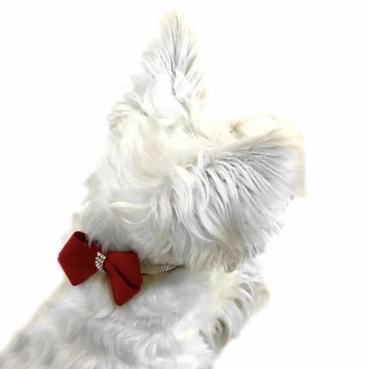First Place Bow Dog Collar Slider Red