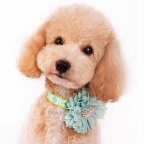 Flower 1 Collar Slider Flower Bow- Blue