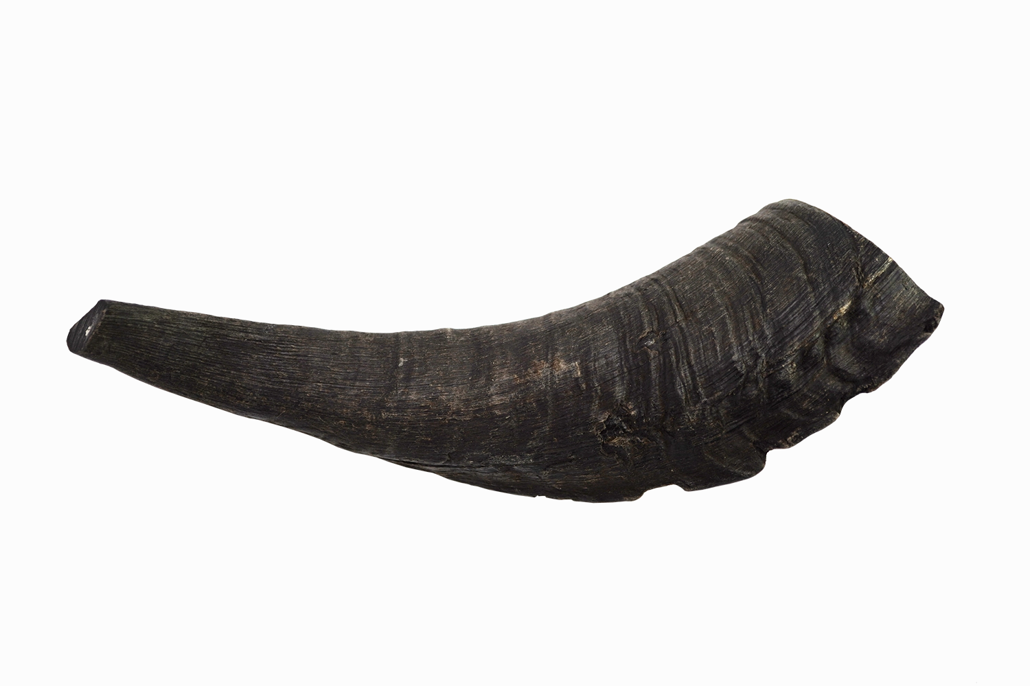 Goat Horn (Medium)