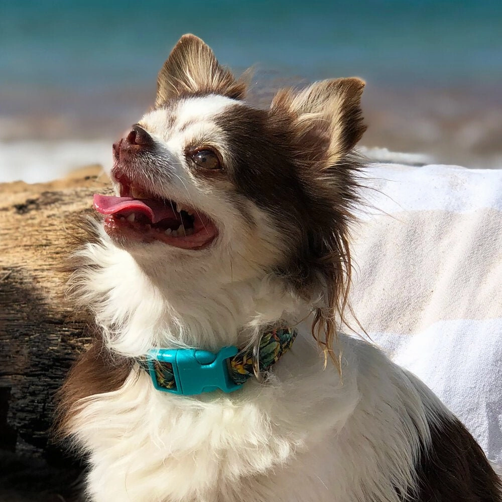 Heliconia Hawaiian Collar with Turquoise Plastic Buckle