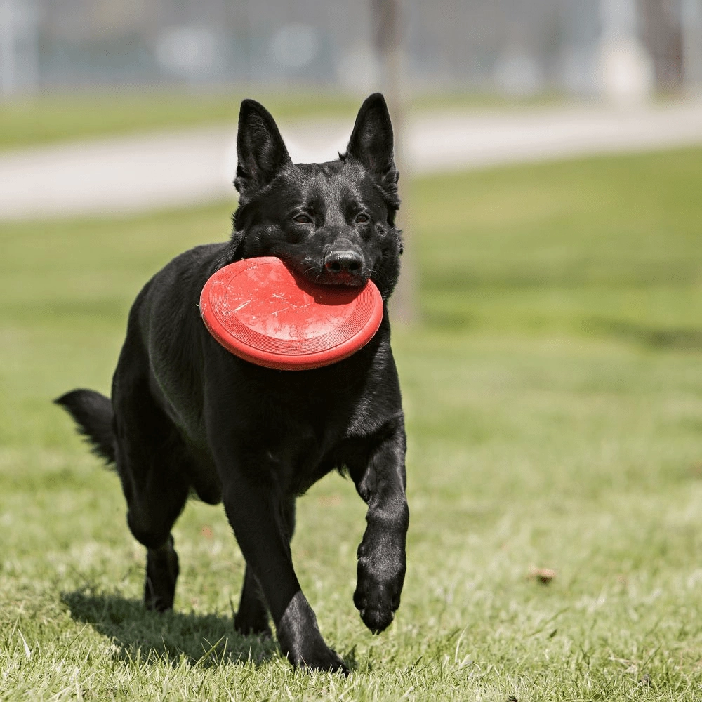 Kong Flyer Toy for Dogs