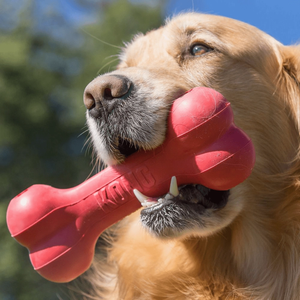 Kong Goodie Bone Toy for Dogs | For Aggressive Chewers