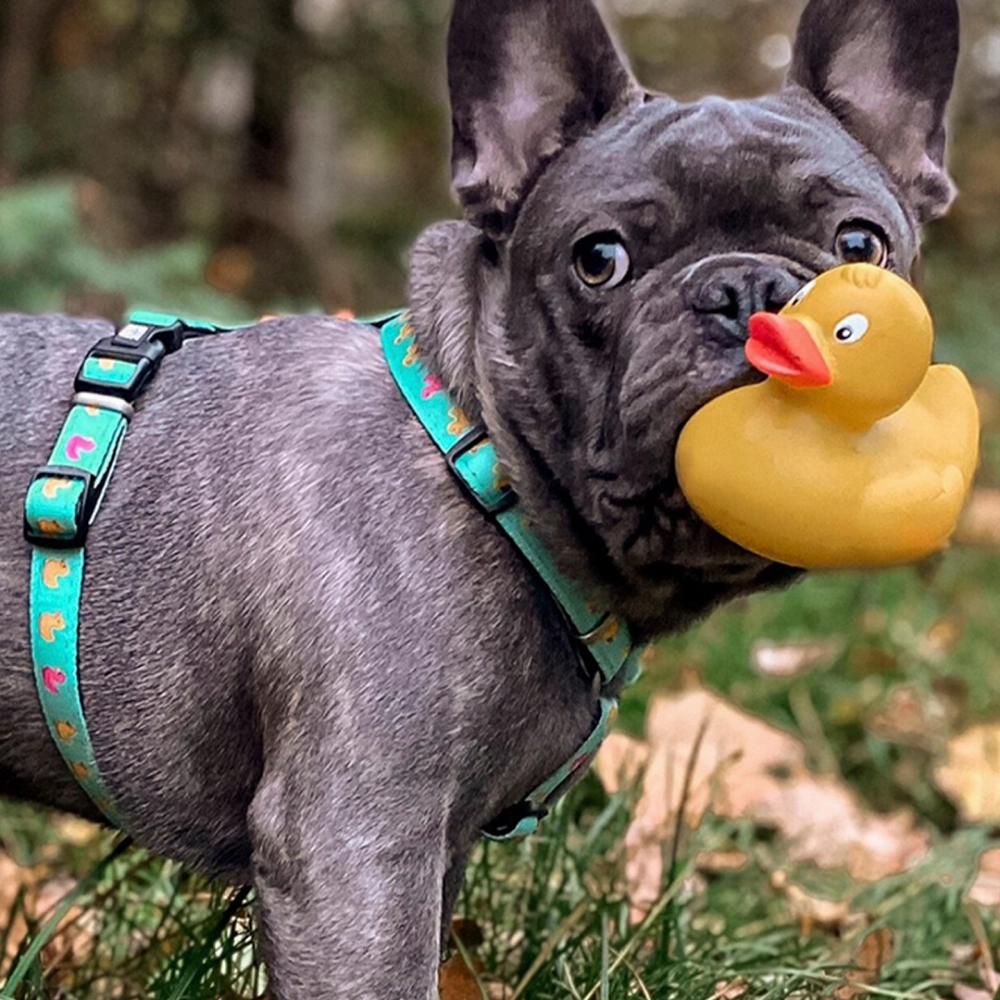 Max & Molly Ducklings Harness for Dogs (Blue)