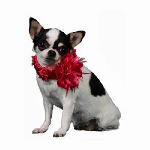 Melissa Deco Dog Collar