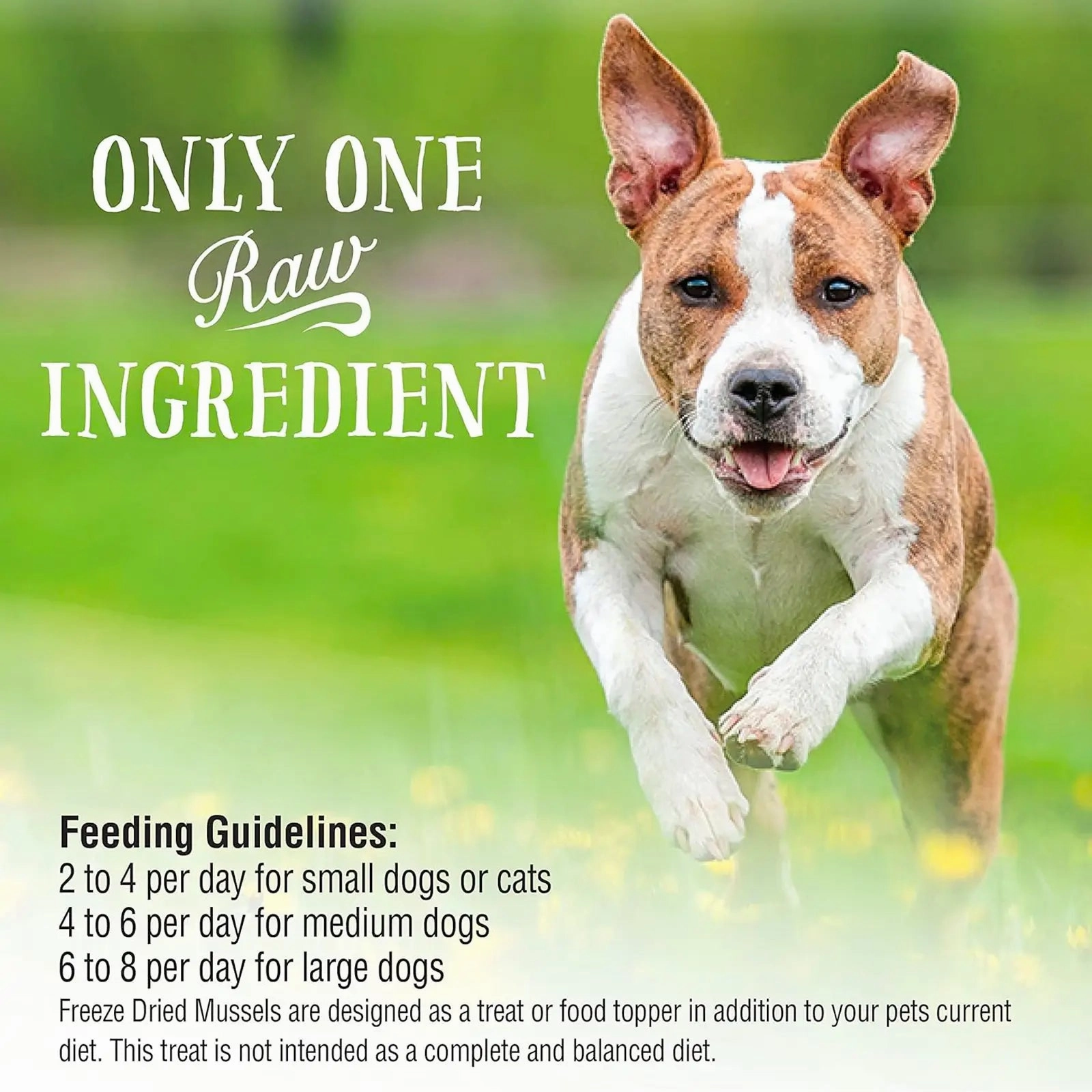 Northwest Naturals Raw Rewards Freeze Dried Treats for Dogs and Cats - Green Lips Mussels 56.7g
