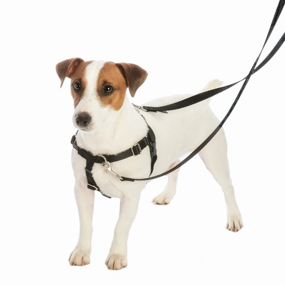 Orange Paisley EarthStyle Freedom No-Pull Dog Harness