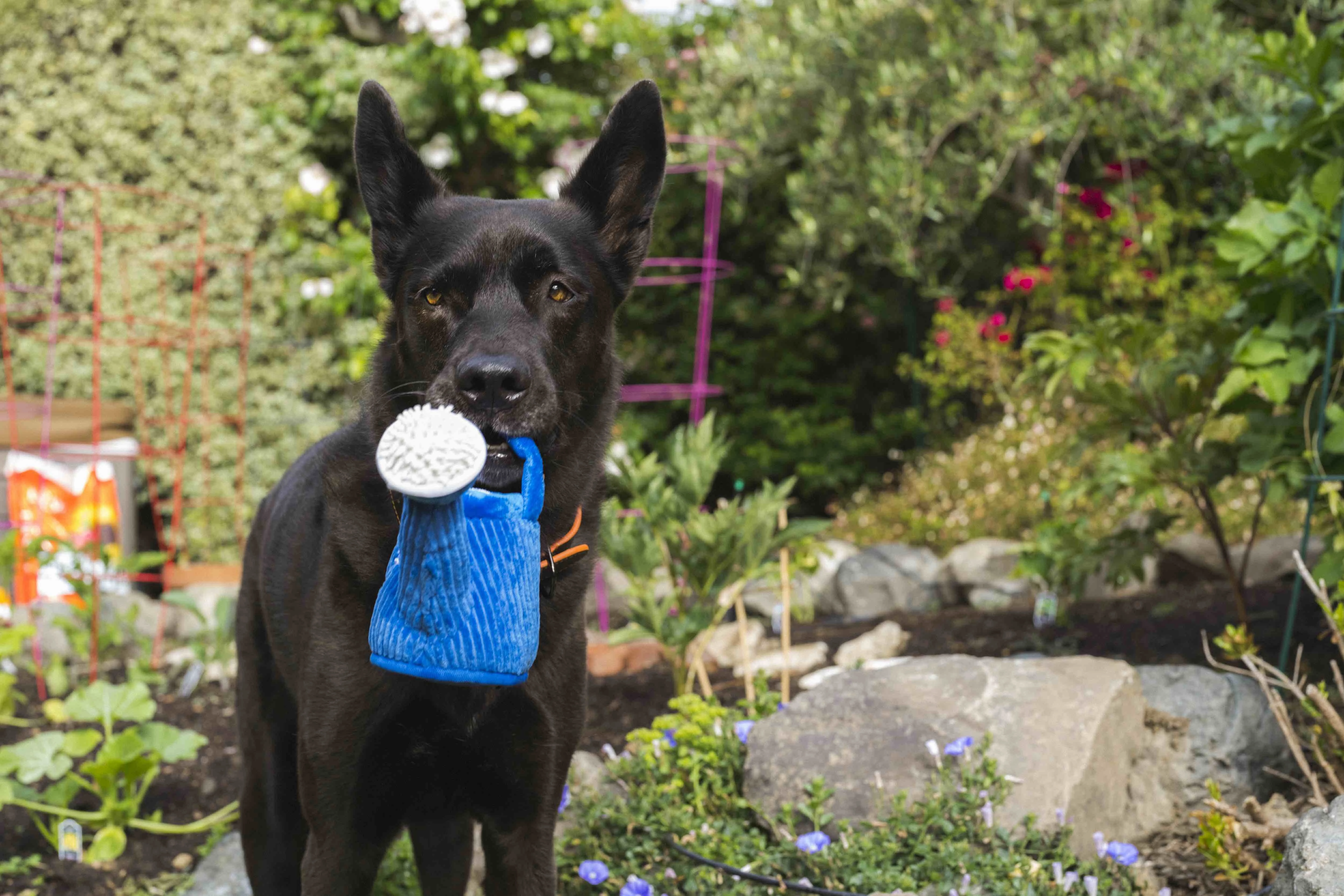 P.L.A.Y. Blooming Buddies Squeaky Plush Dog toys, Bundle
