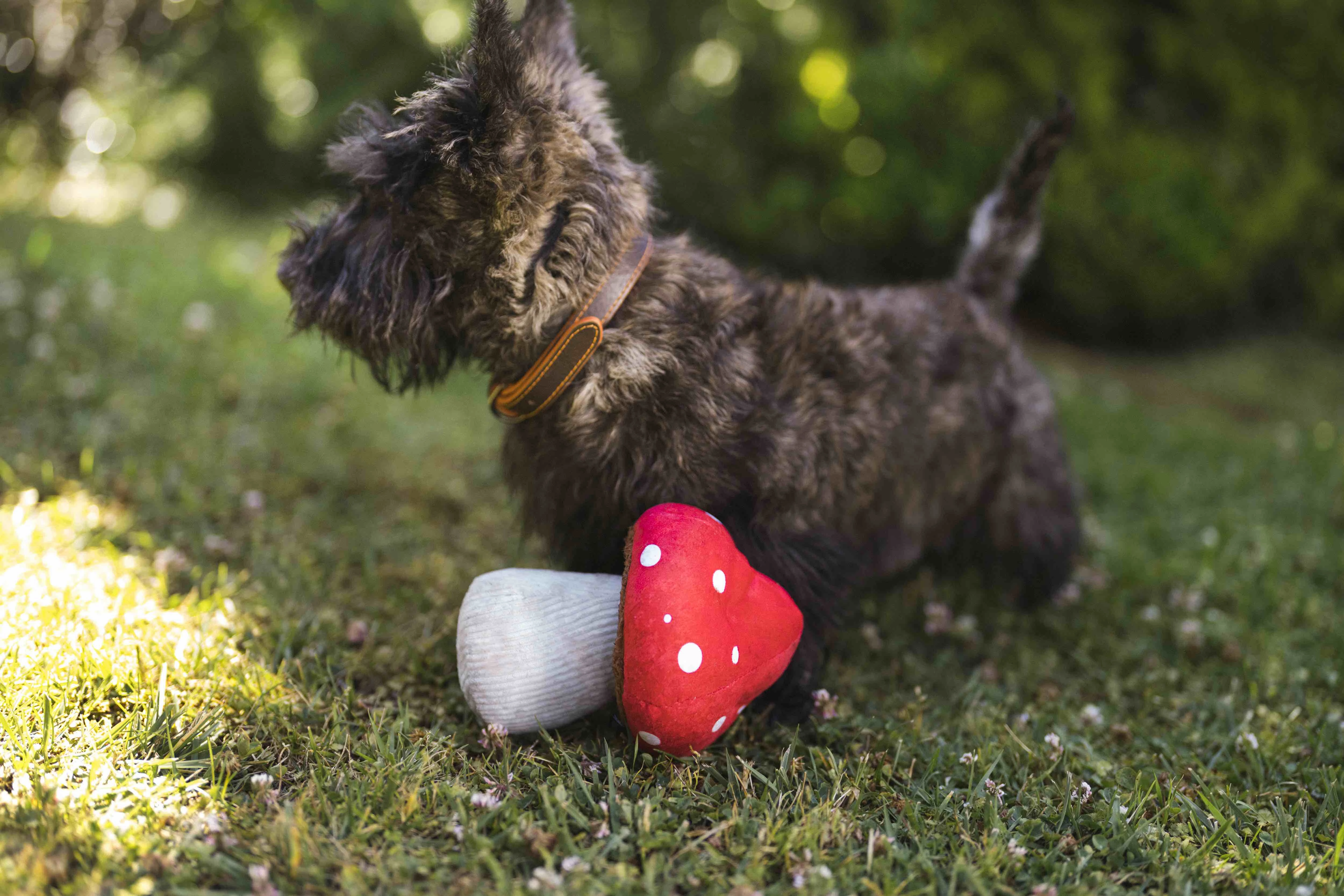 P.L.A.Y. Blooming Buddies Squeaky Plush Dog toys, Mutt's Mushroom