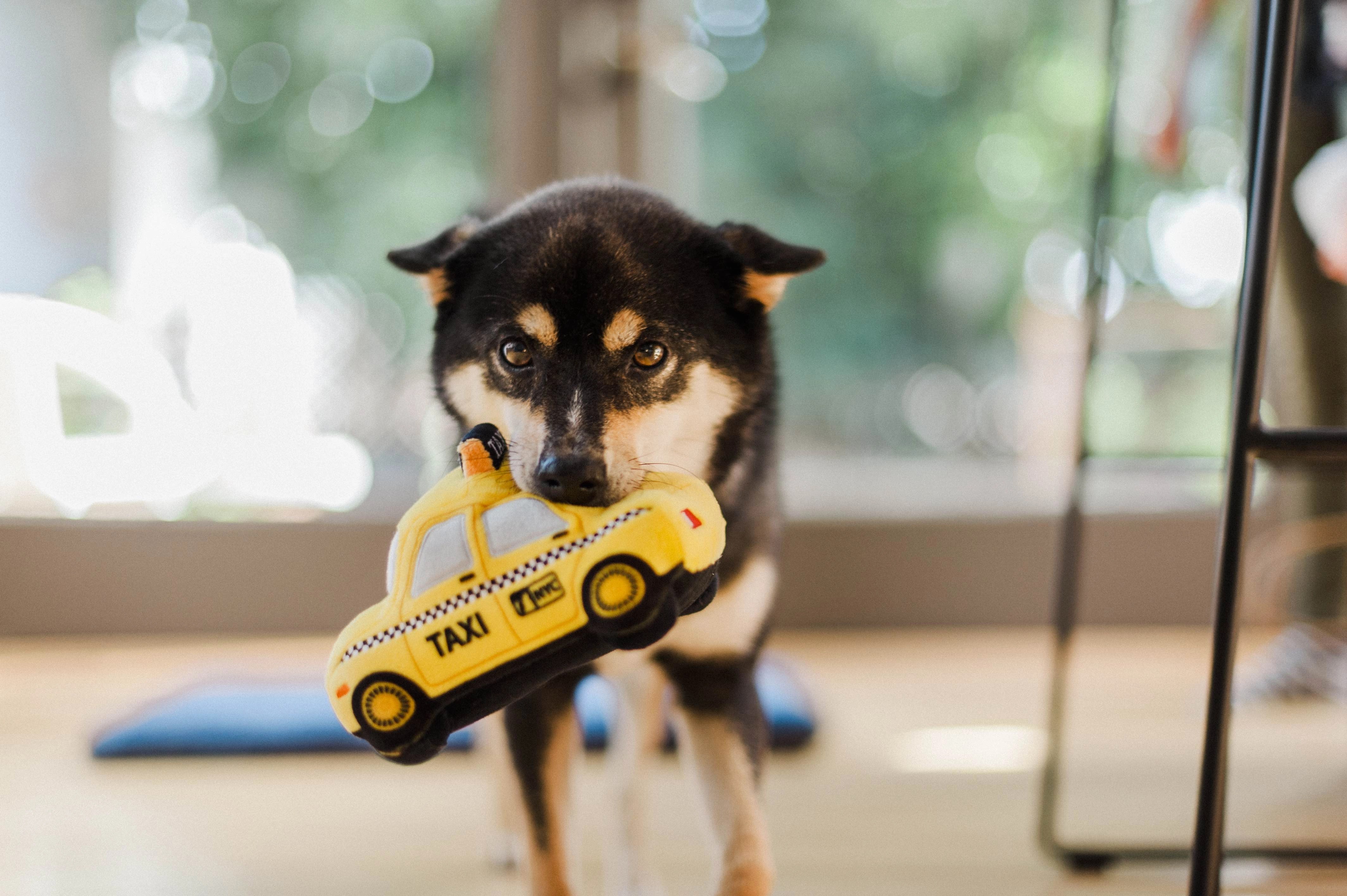 P.L.A.Y. Canine Commute Plush Dog toys: New Yap City Taxi