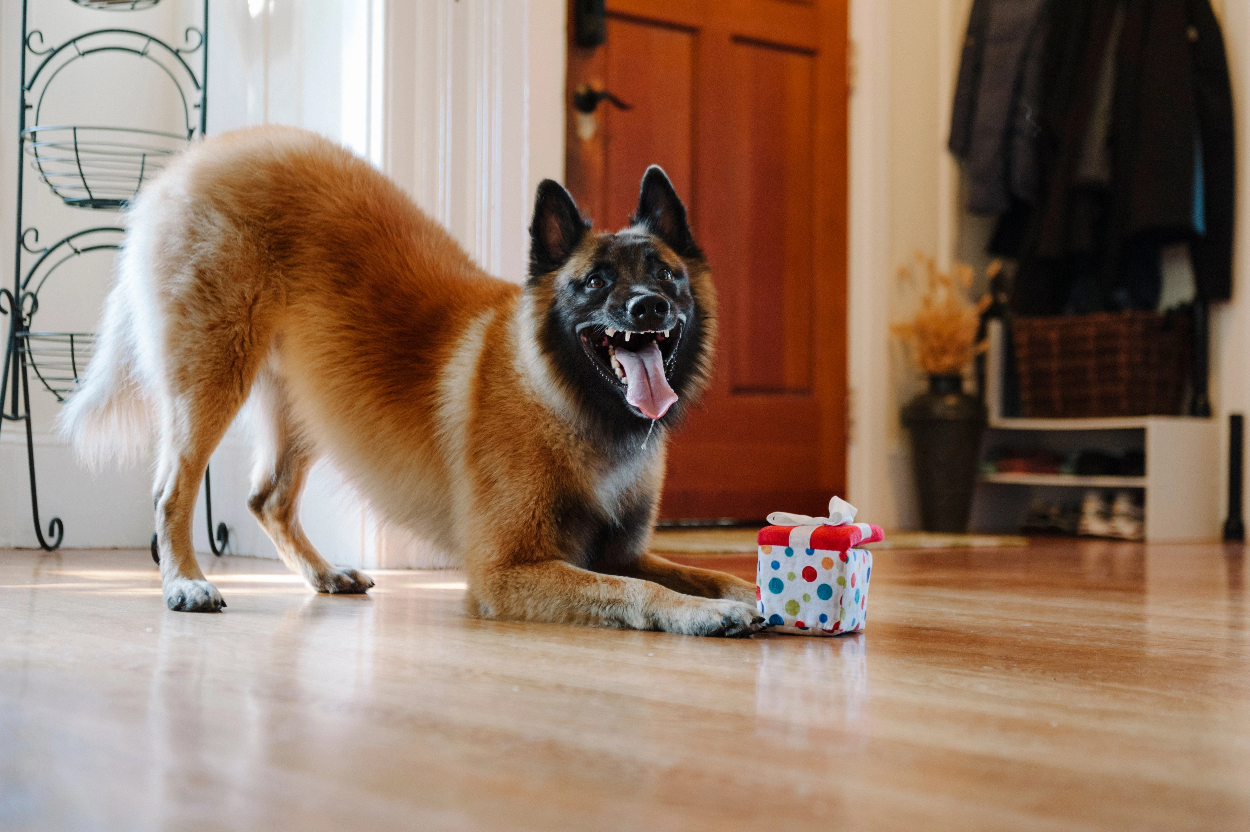 P.L.A.Y. Party Time Plush Dog toys, Bundle