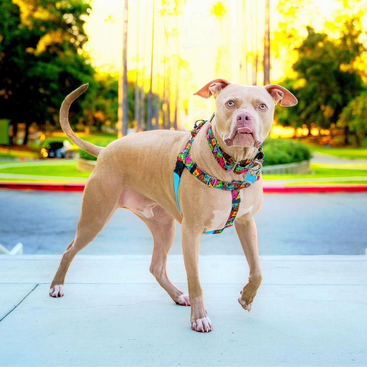 Paper Flags EarthStyle Dog Collar