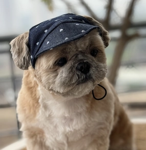 Pawgypets Hearty Cap for Dogs (Denim)