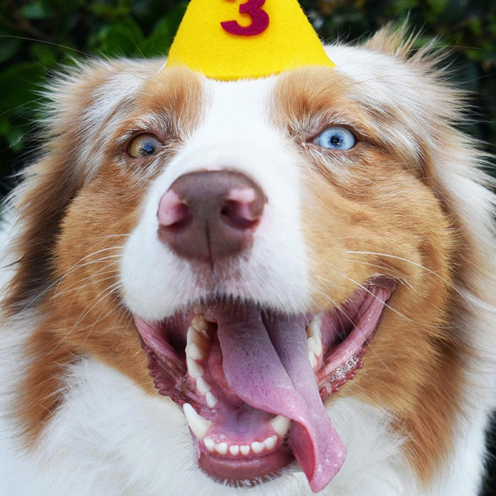 Pawty Dog Hat Purple Number
