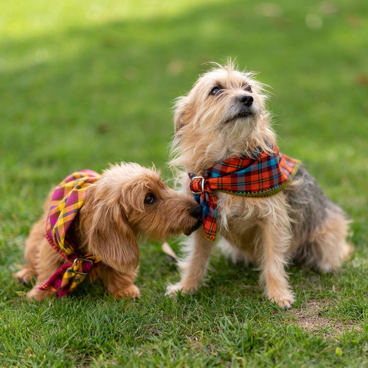 Personalized Dog Bandana Fausta Tartan