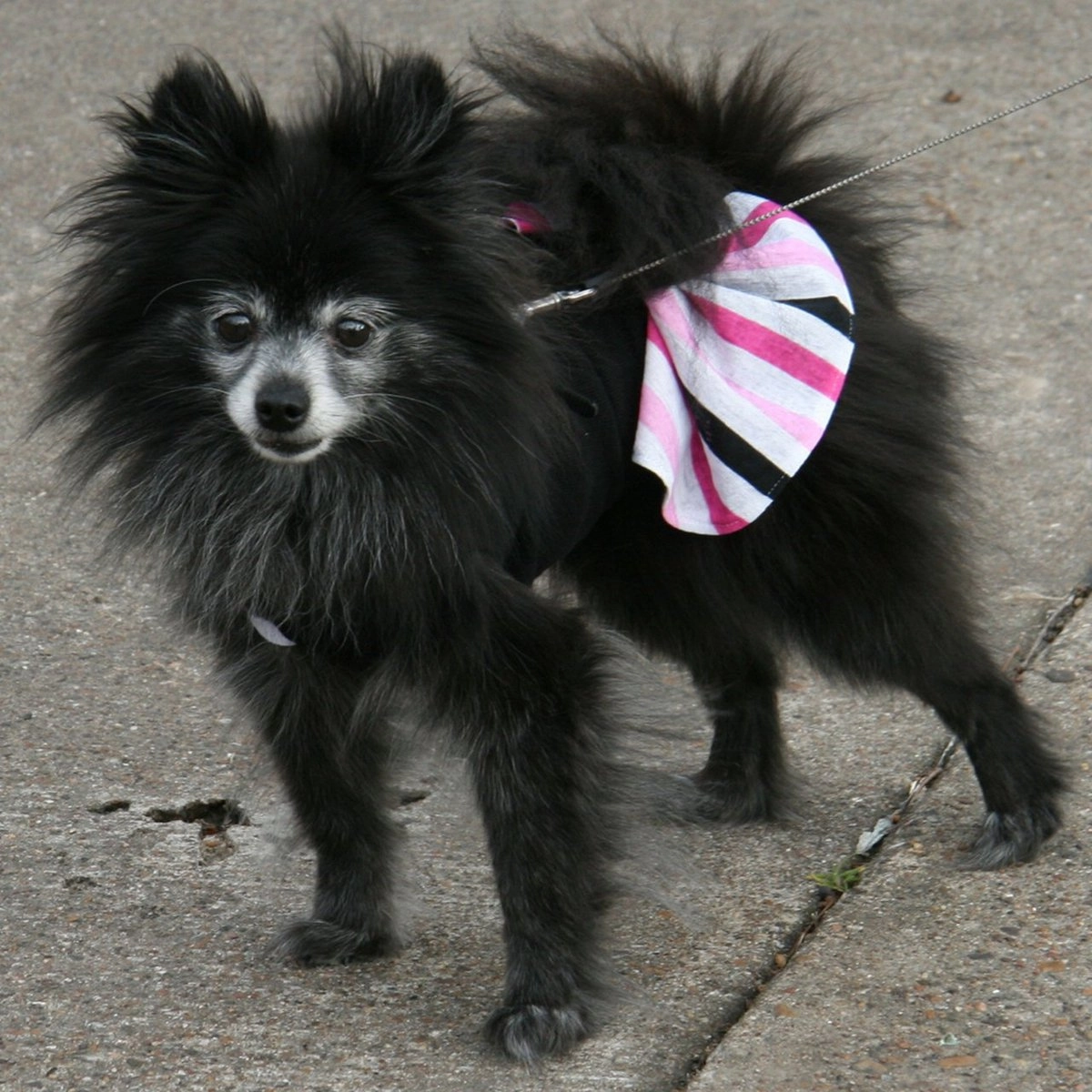 Pink And Black Striped Dog Sundress