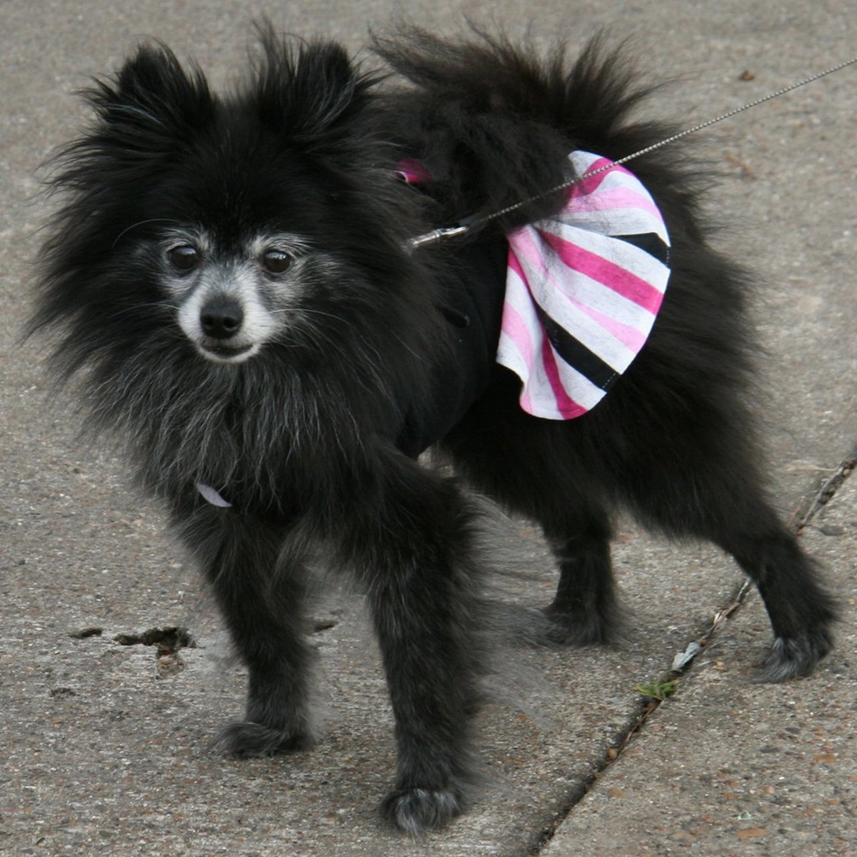 Pink And Black Striped Dog Sundress
