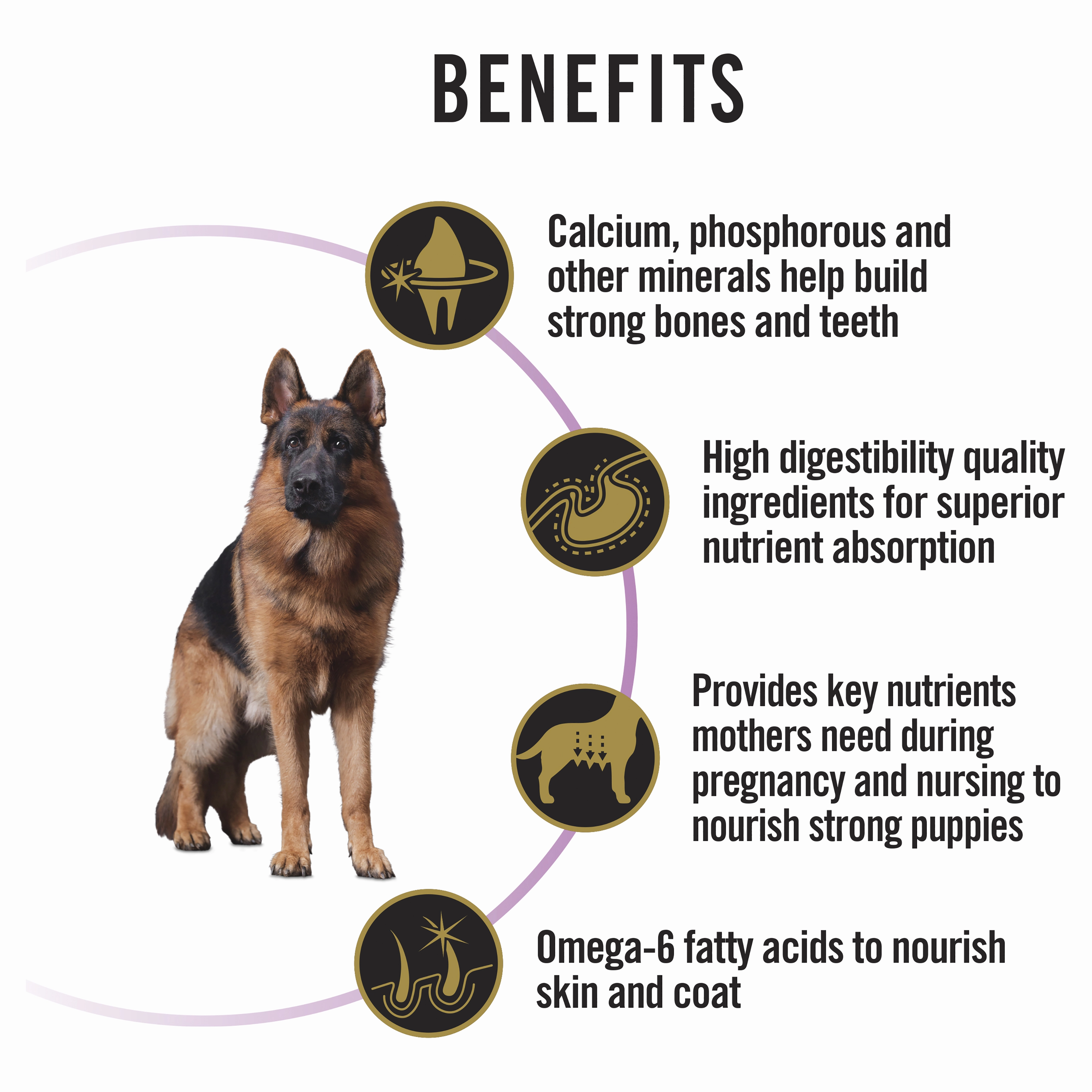 PRO PLAN Adult Performance Chicken Dry Dog Food (20kg)