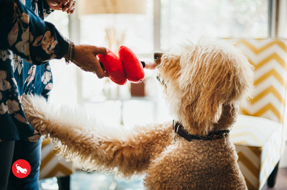 Puppy Love, Dog Squeaky Plush Toys Bundle