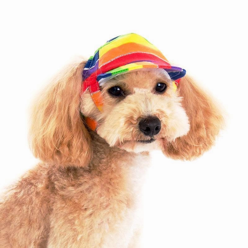 Rainbow Dog Hat