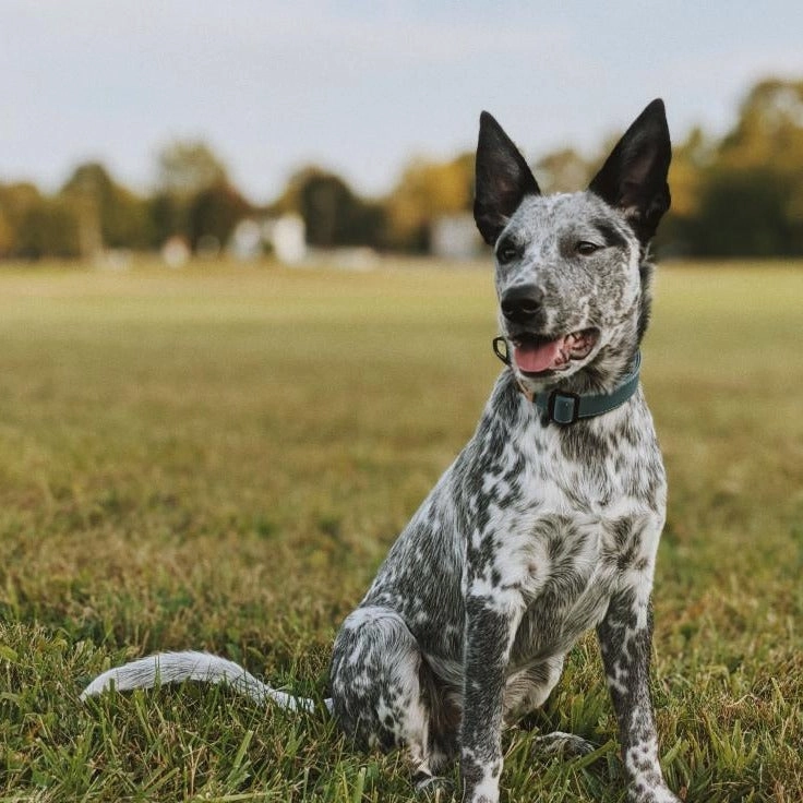 Recycled Ripstop Dog Collar Great Lakes