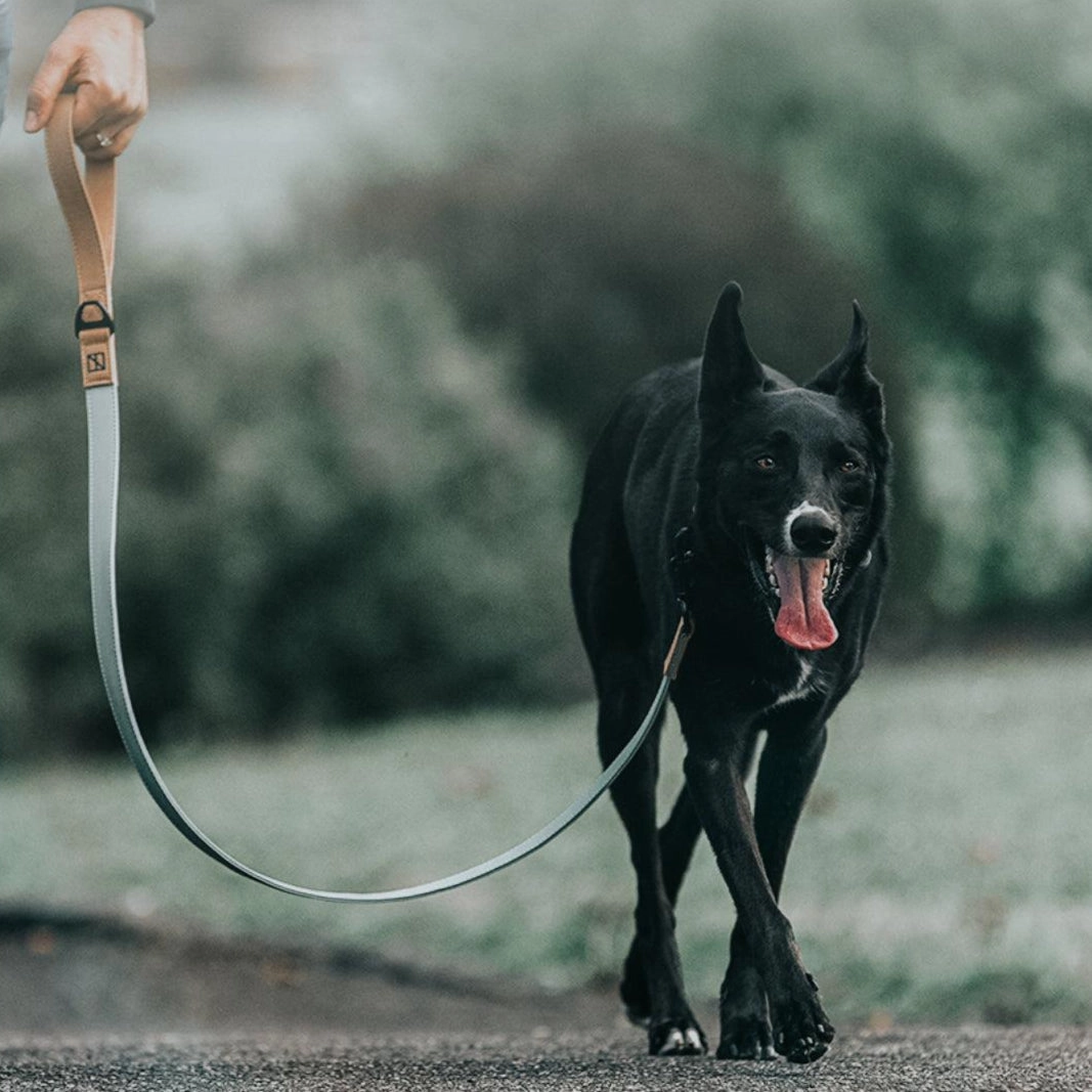 Recycled Ripstop Dog Leash Sage