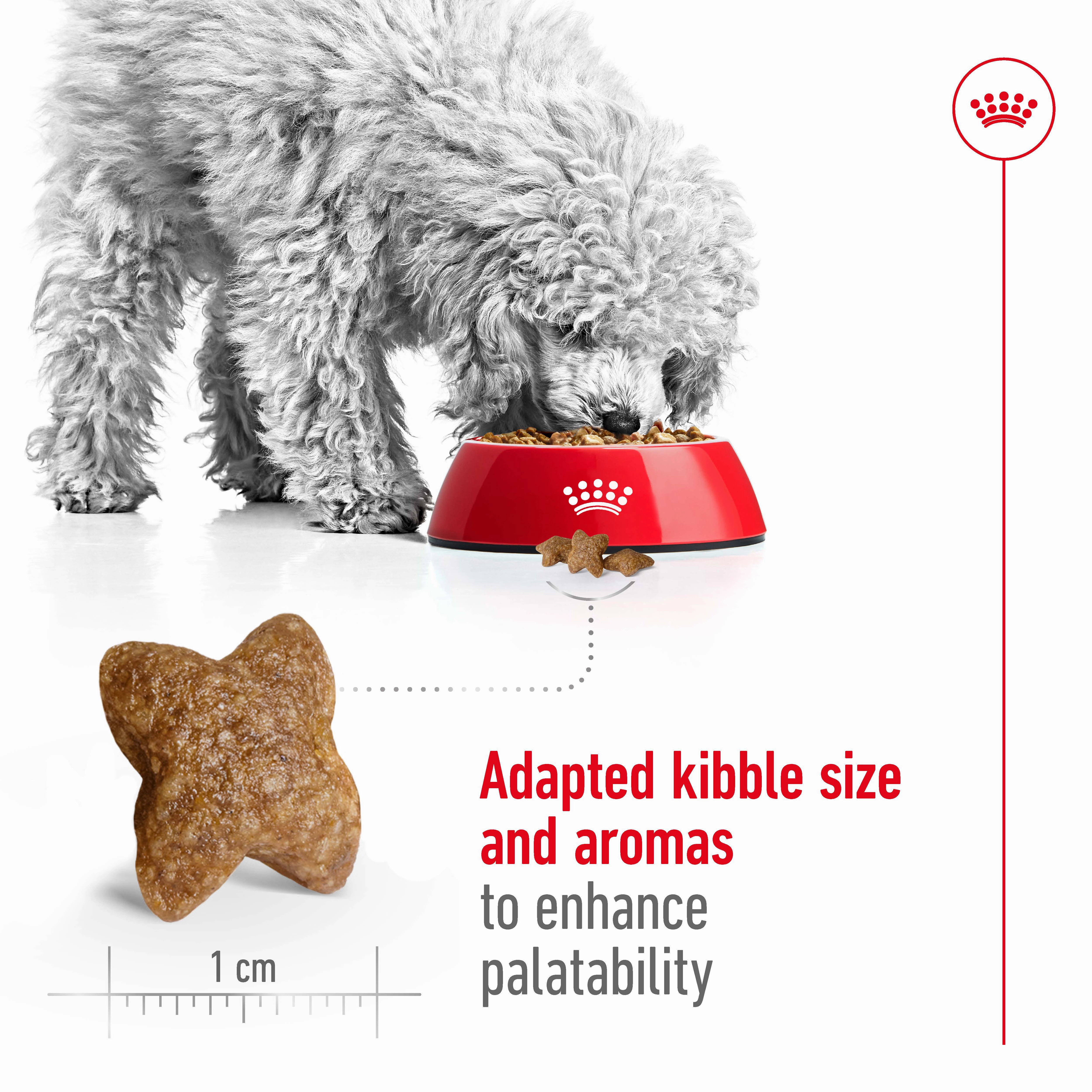 Royal Canin - Mini Adult Dog Dry Food (2kg)