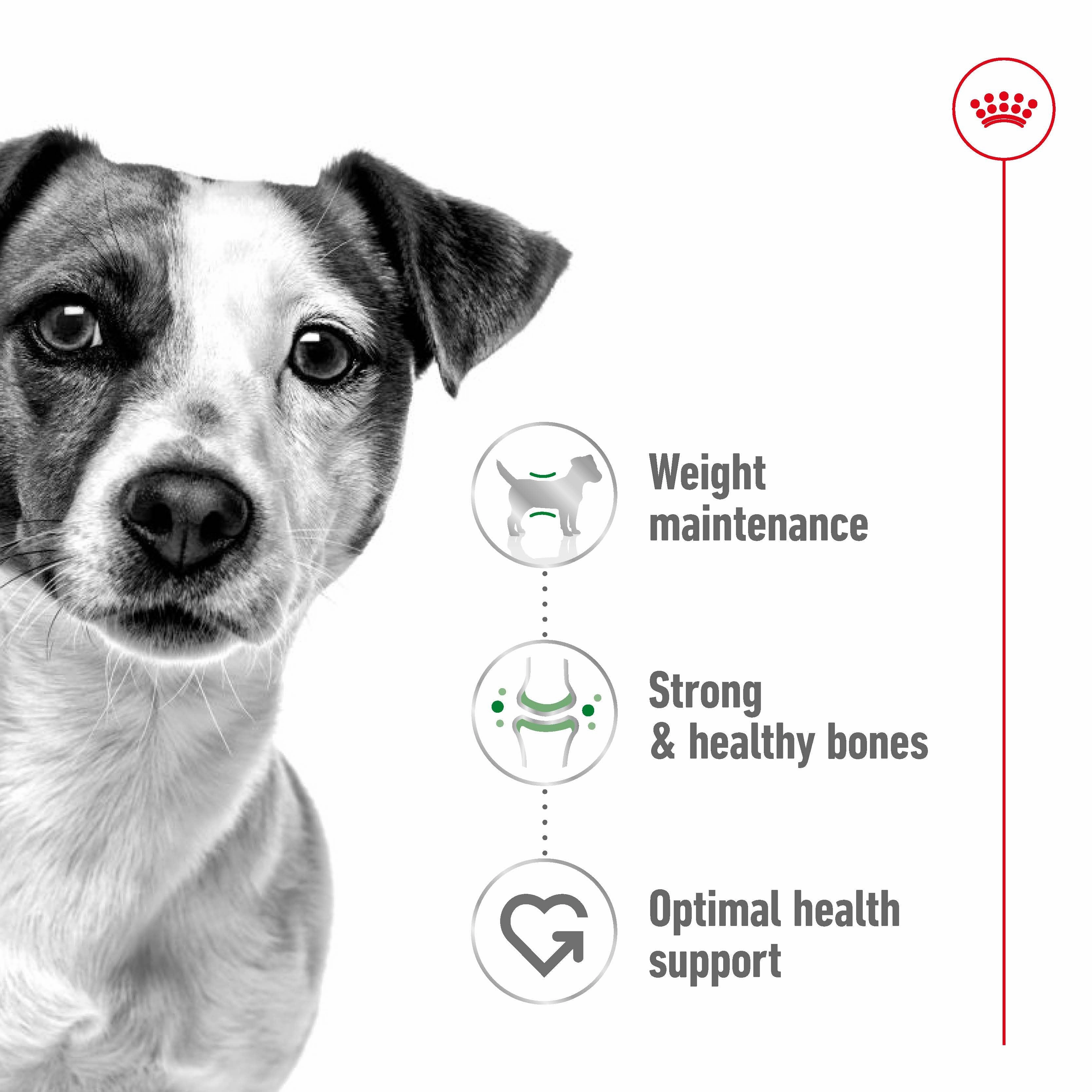 Royal Canin - Mini Adult Dog Dry Food (4kg)