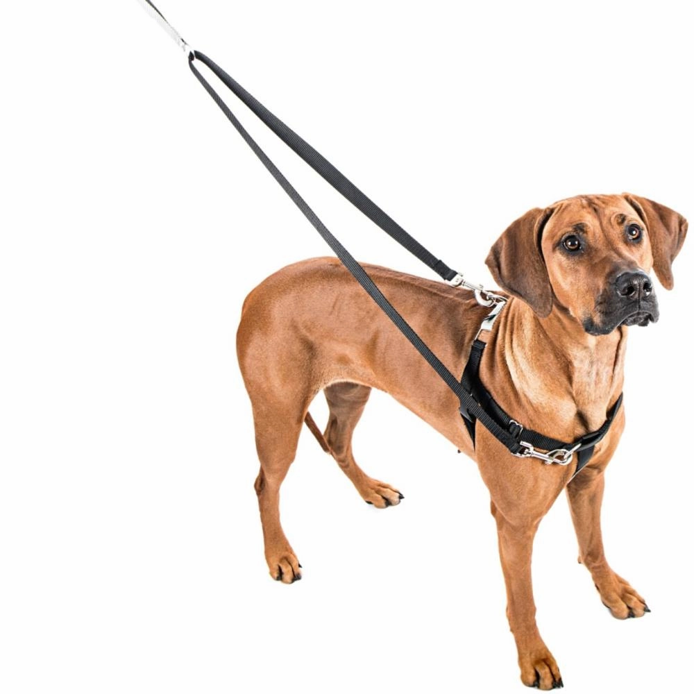 Rust 1" Freedom No-Pull Dog Harness