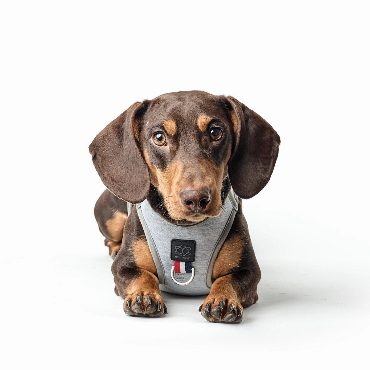 SoHo Dog Harness Champion Grey