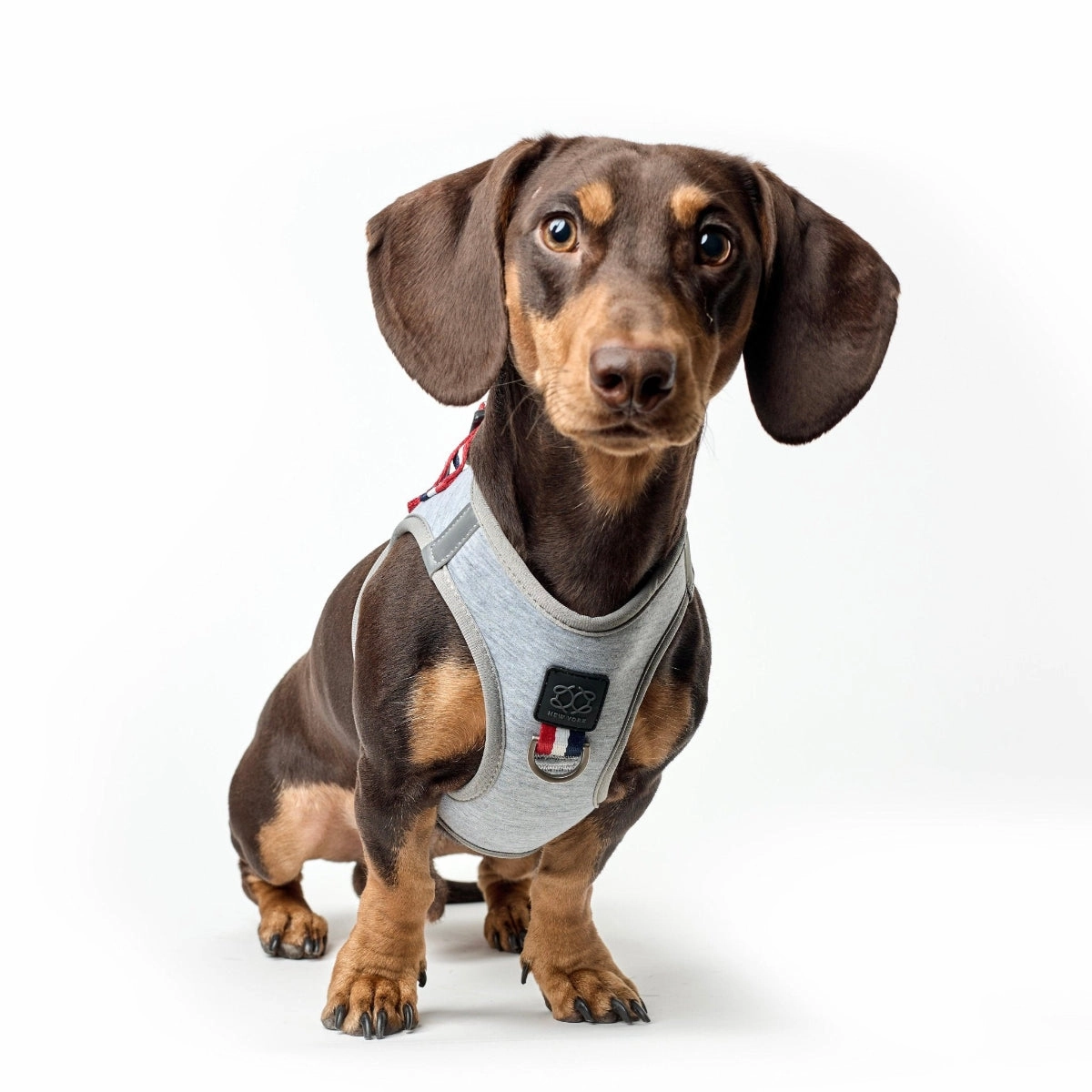 SoHo Dog Harness Champion Grey