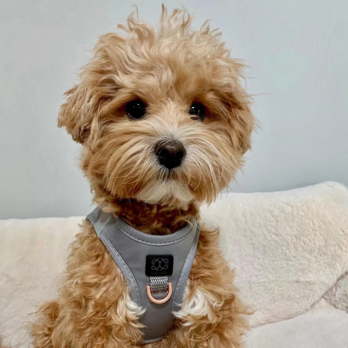 SoHo Dog Harness Steel