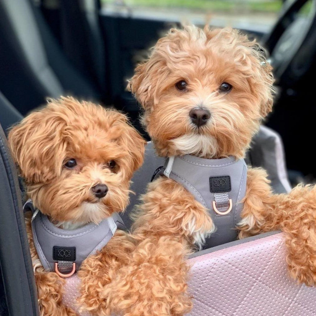 SoHo Dog Harness Steel