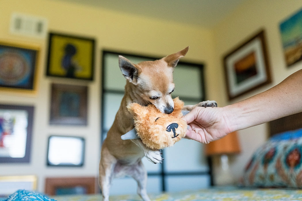 SPIKED! by P.L.A.Y., Squeaky Plush Dog Toy, Biff the Dog Junior