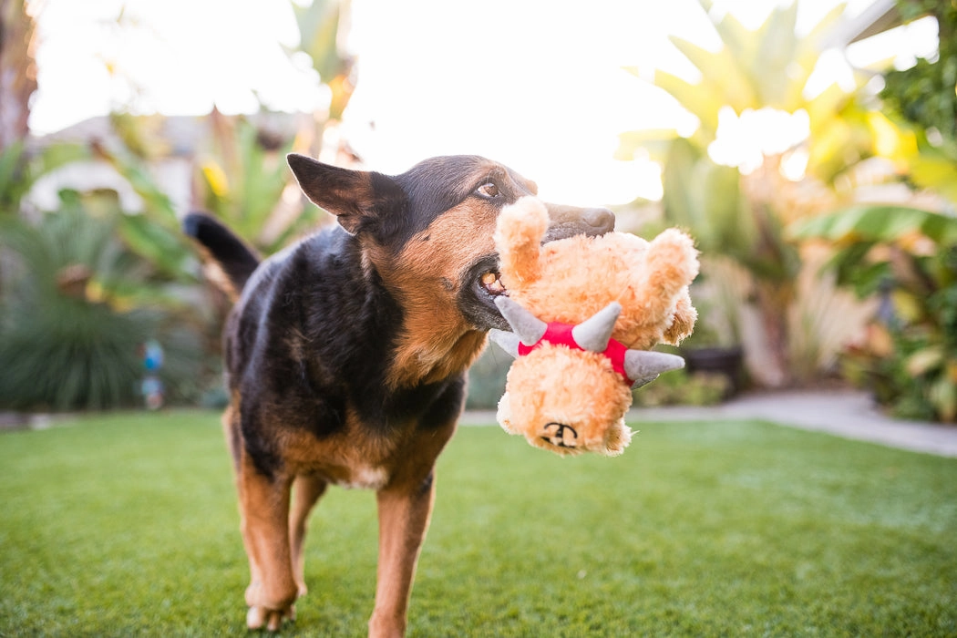 SPIKED! by P.L.A.Y., Squeaky Plush Dog Toy, Biff the Dog Senior