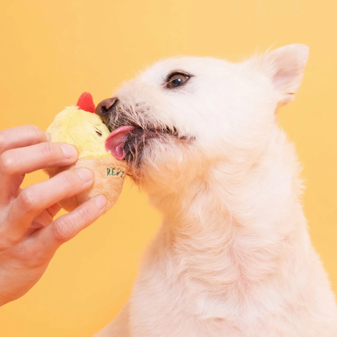 Squeaky Interactive Nosework Dog Toy, AAA  Egg