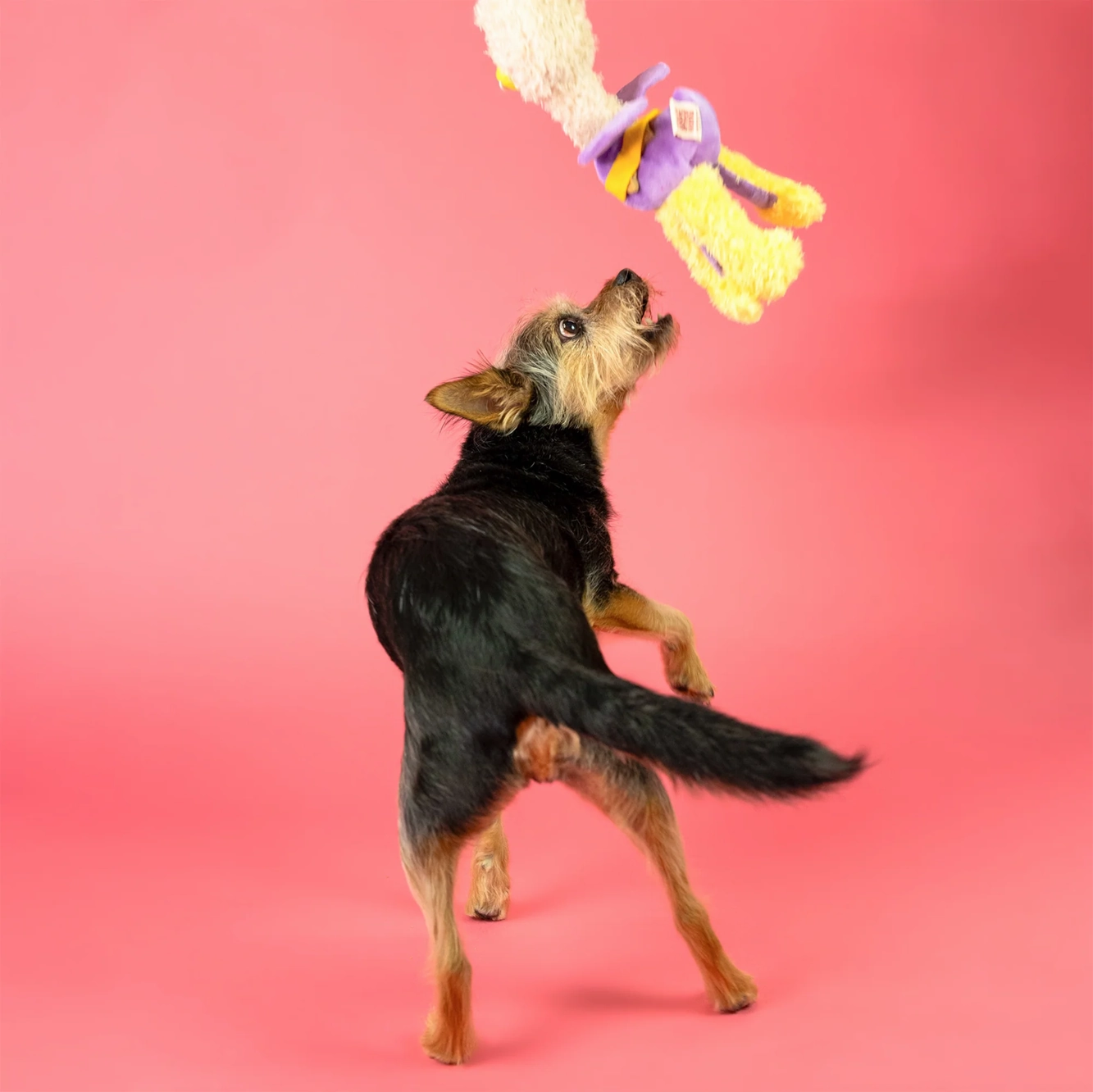 Squeaky Interactive Nosework Dog Toy, OstriKraken