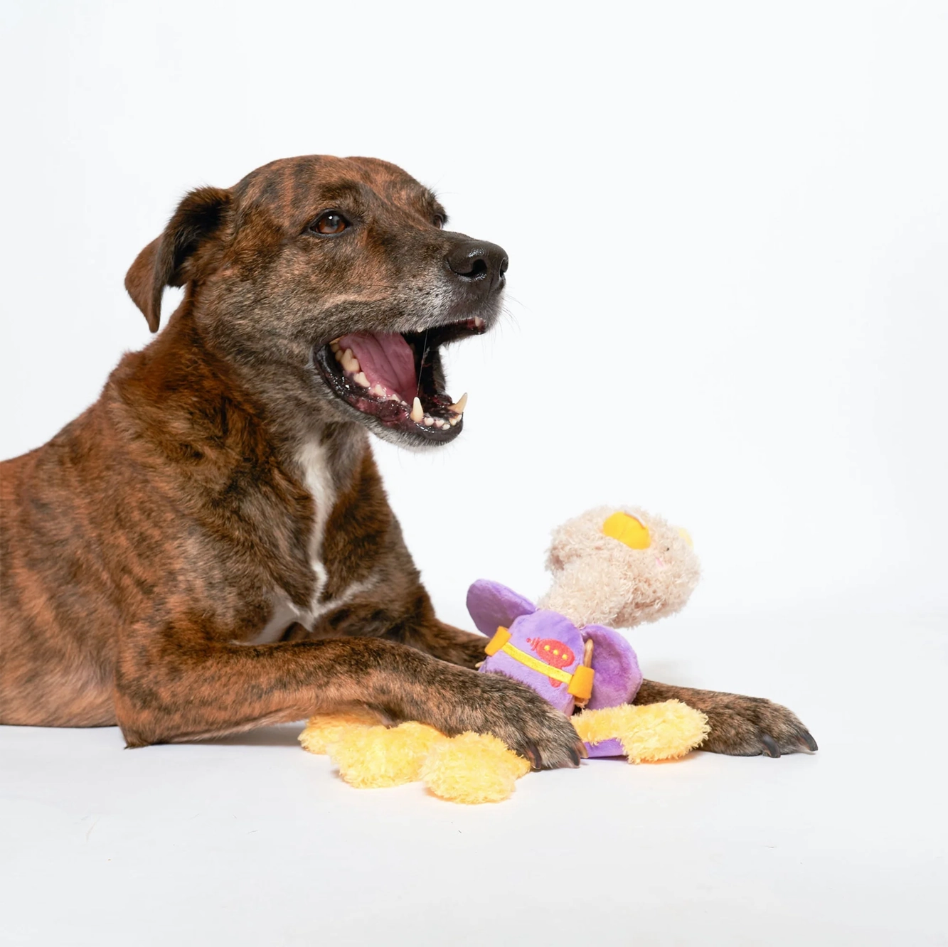 Squeaky Interactive Nosework Dog Toy, OstriKraken