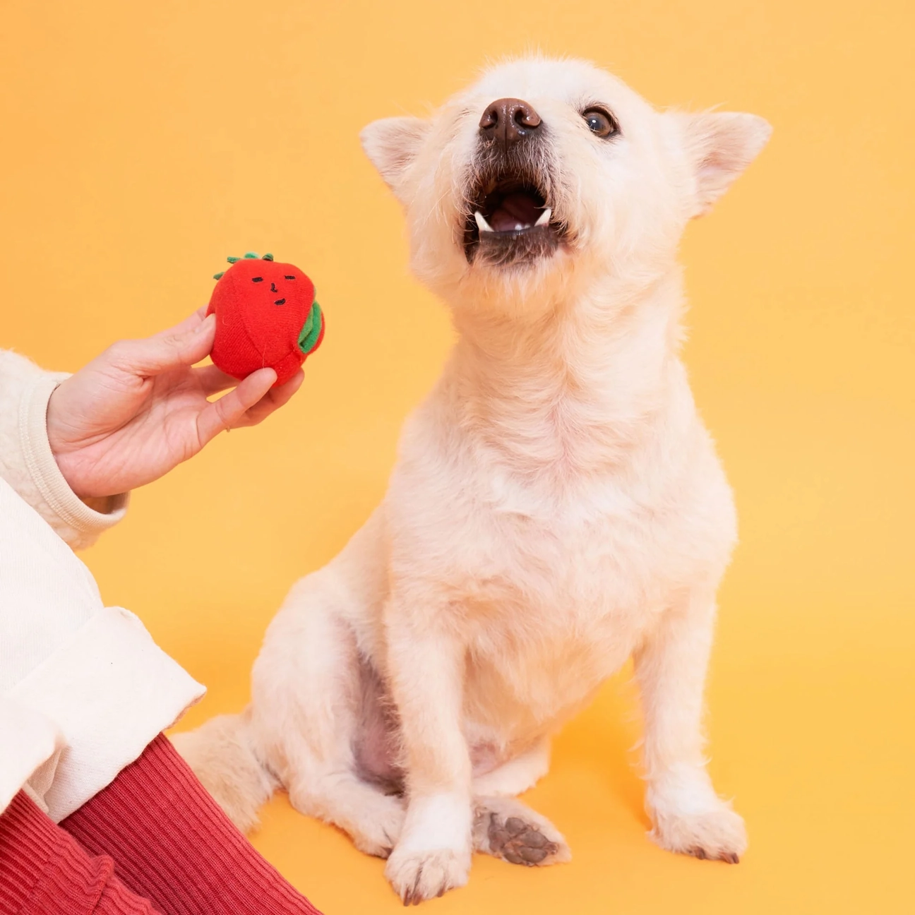 Squeaky Interactive Nosework Rope Pull Dog Toy, Cherry Tomato