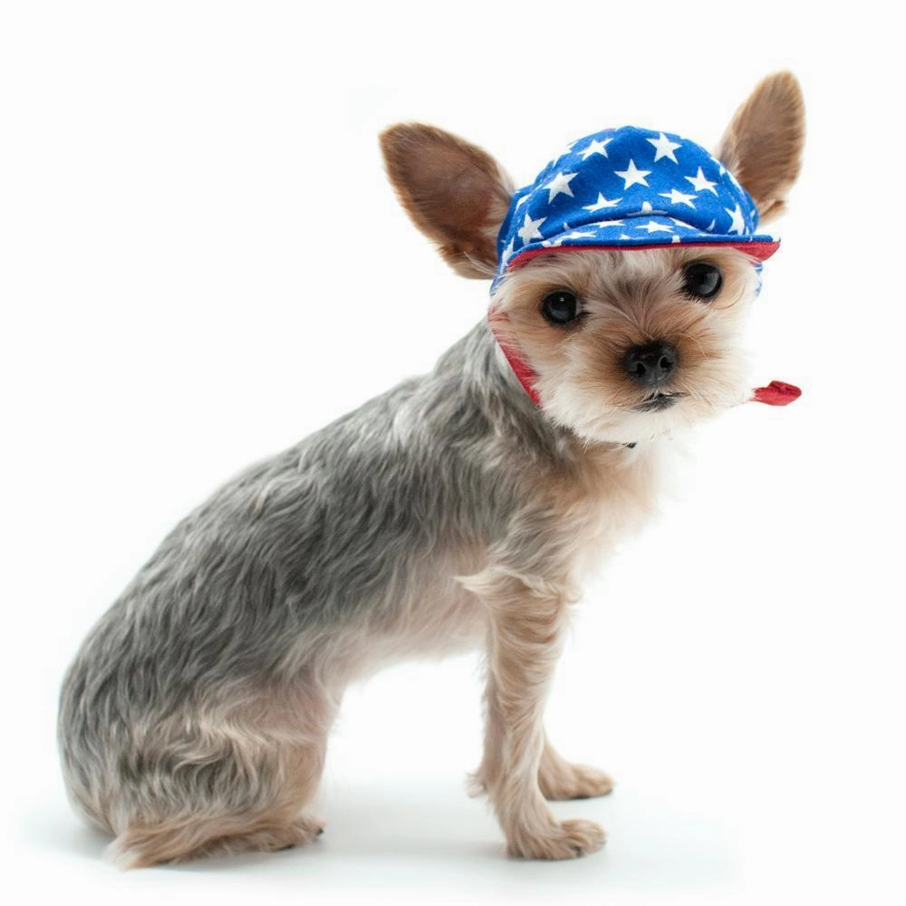Star Dog Hat