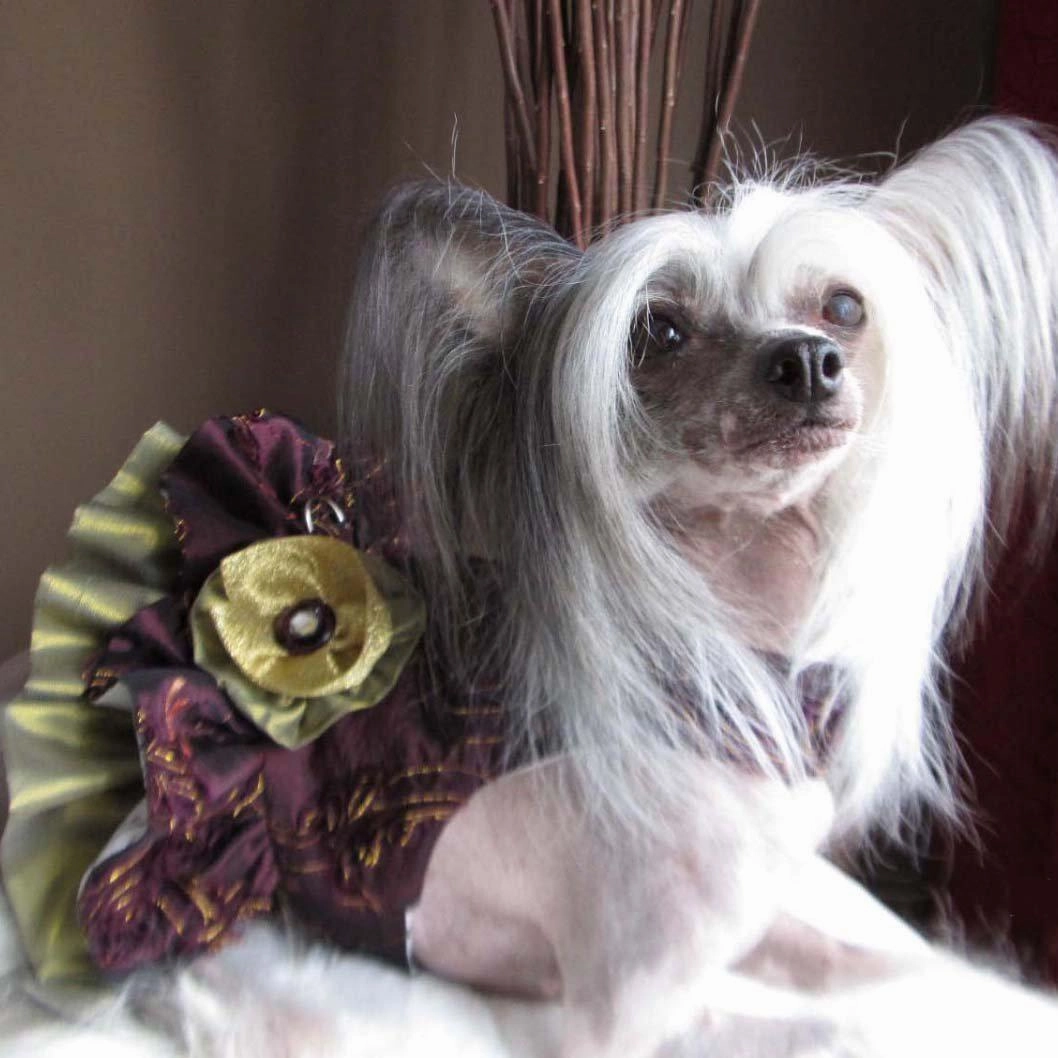 Sugar Plum Fairy Dog Harness Dress