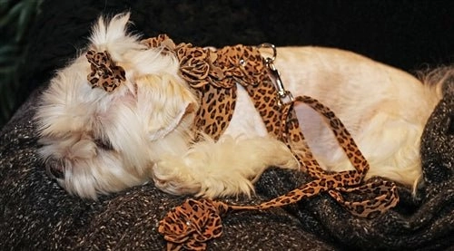 Susan Lanci Tinkie's Garden Harnesses - Many Colors