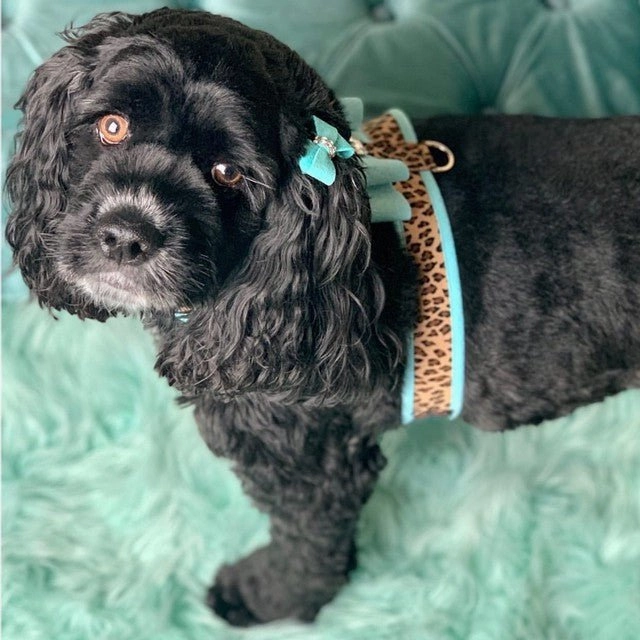 Susan Lanci Two Tone Big Bow Tinkie Harness in Tiffi Blue and Cheetah
