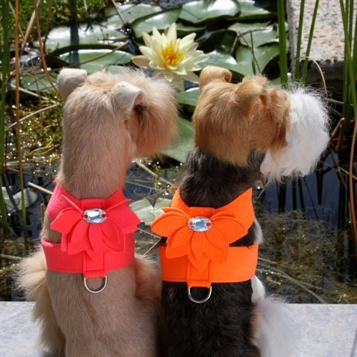 Susan Lanci Water Lily Collection Tinkie Harness in Many Colors